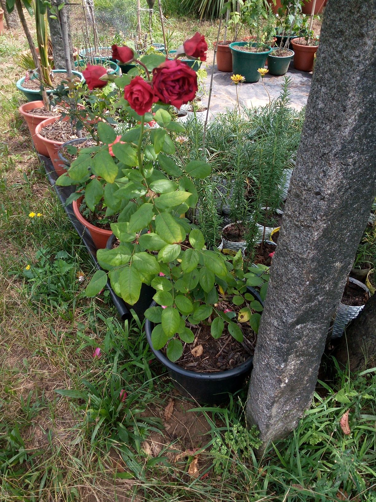 Roseiras! Brancas, amarelas, cor de rosa e vermelhas