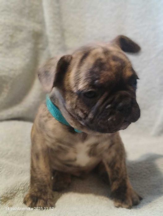 Buldog francuski. Piesek