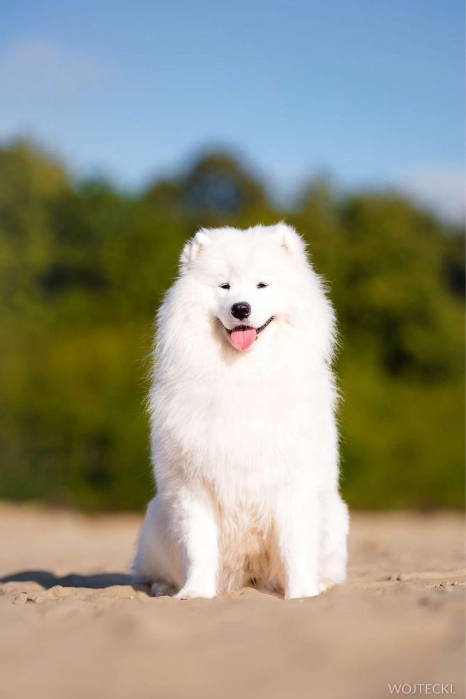 Samoyed październik 2025r ZKwP