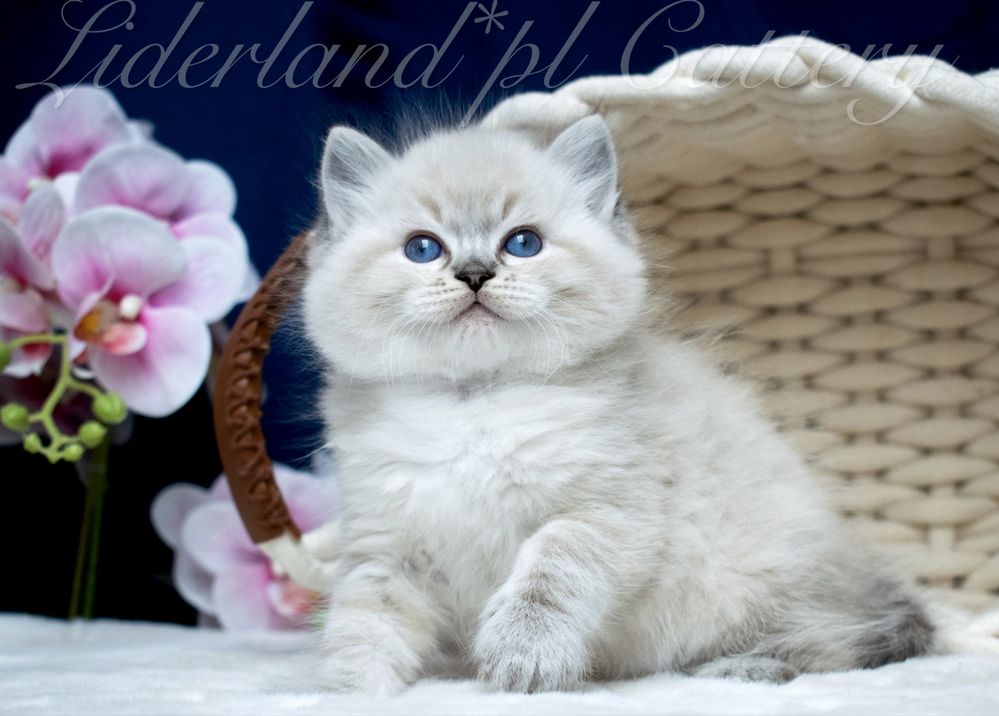 Kocurek seal point lynx ragdoll FPL/FIFE