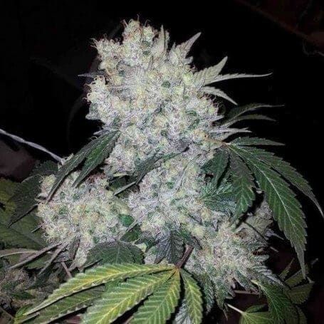 White Widow Automat 5szt Feminizowane 99,9% Nasiona Marihuany growbox