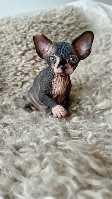 Sfinks kanadyjski LEGALNA hodowla