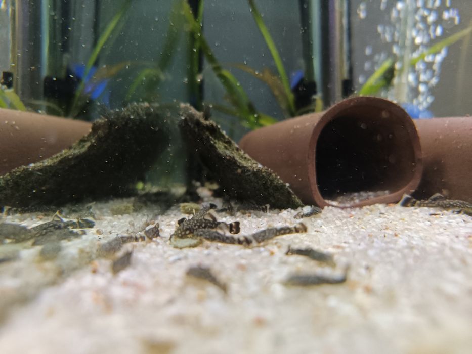 Ancistrus sp crias pequenas