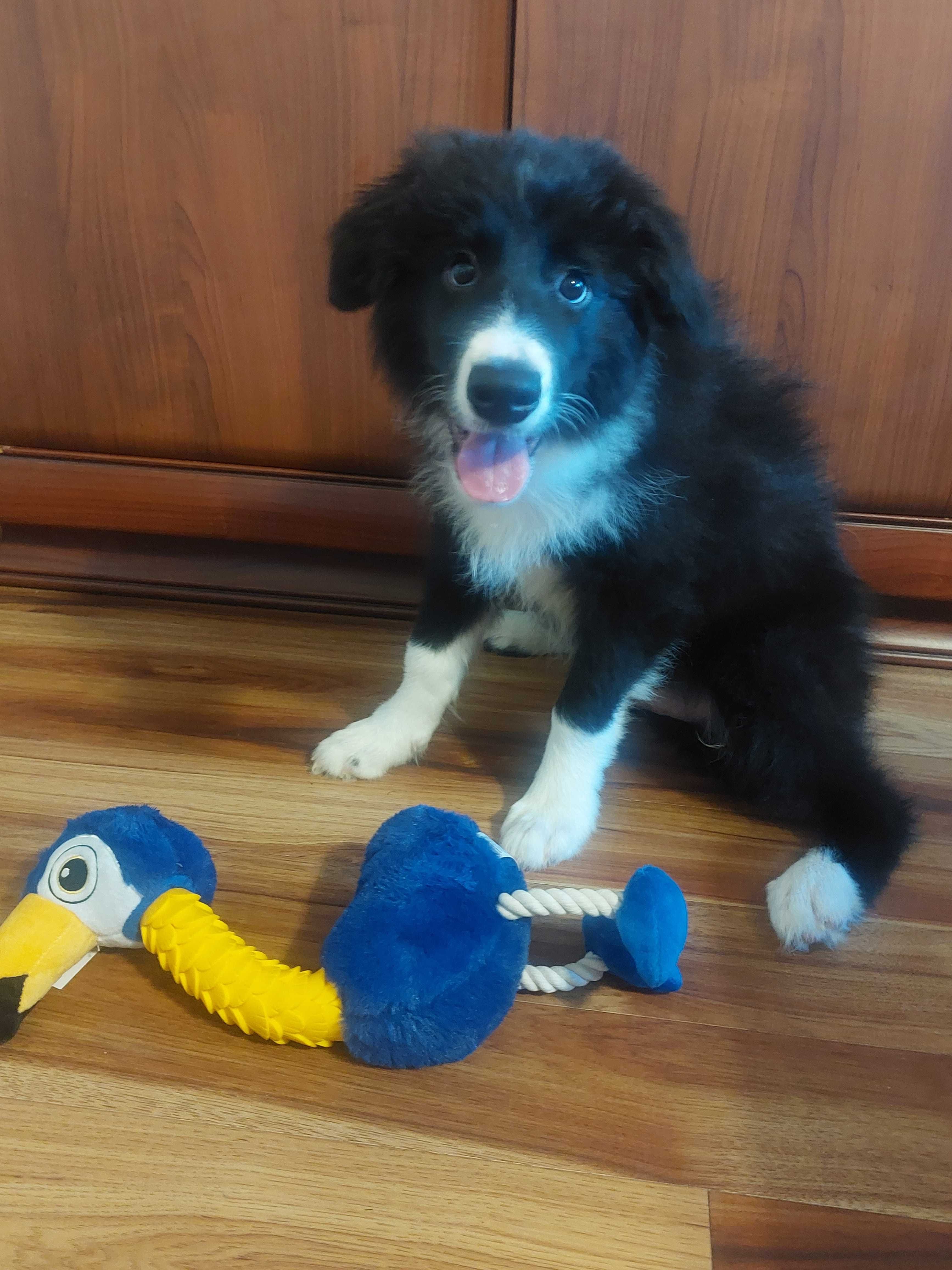 Border Collie piękny piesek czarno-biały