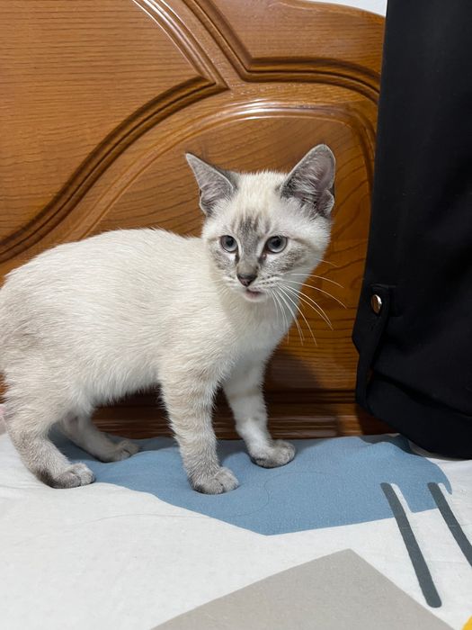 Adoção responsável gatinhos