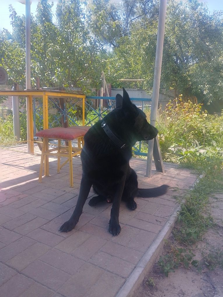 Вязка восточноевропейских овчарок