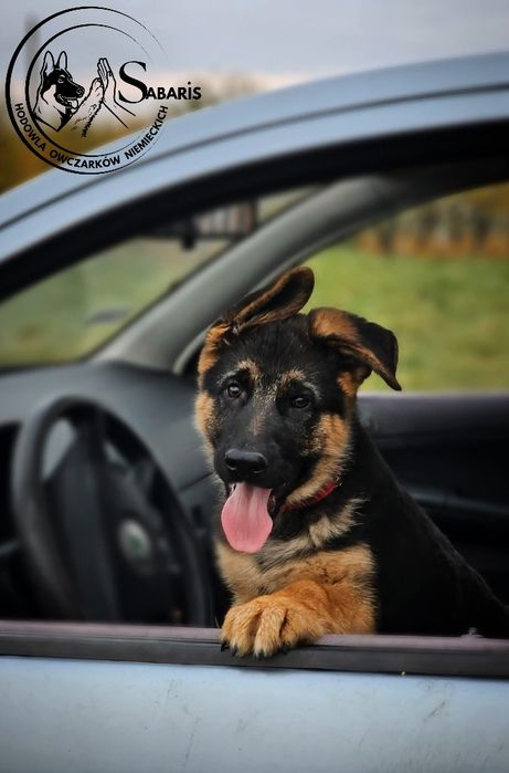 Owczarek niemiecki szczeniak