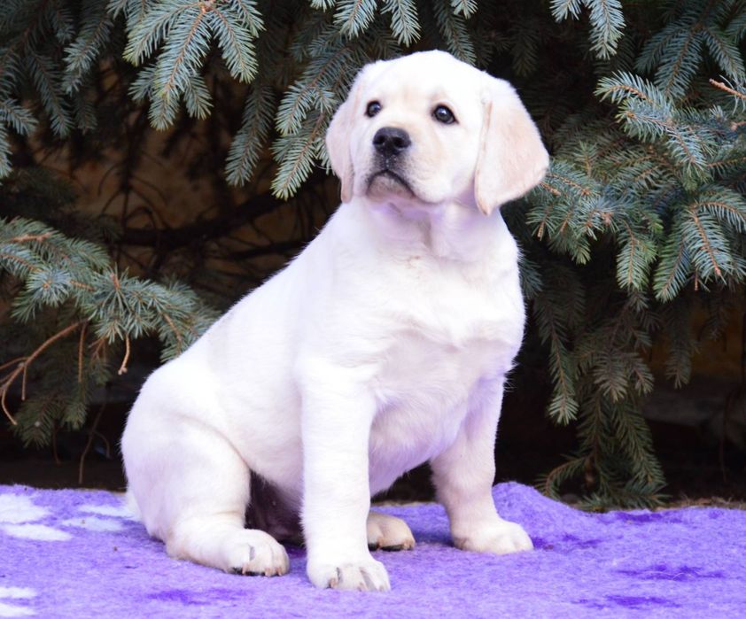 Щенки лабрадора ретривера.