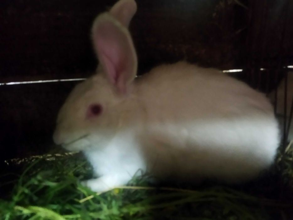 Продаються кролі породи Термонська Біла!