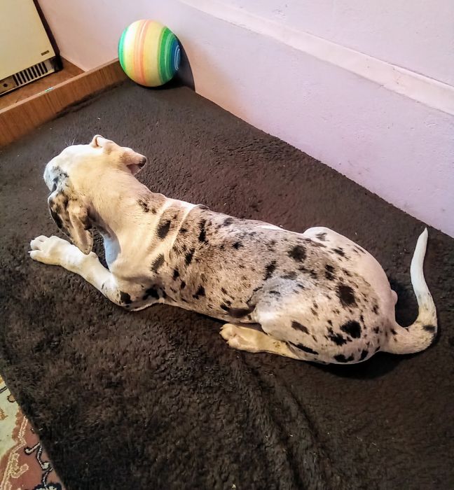 Dog niemiecki, piesek szczenię urodzony koniec lipca