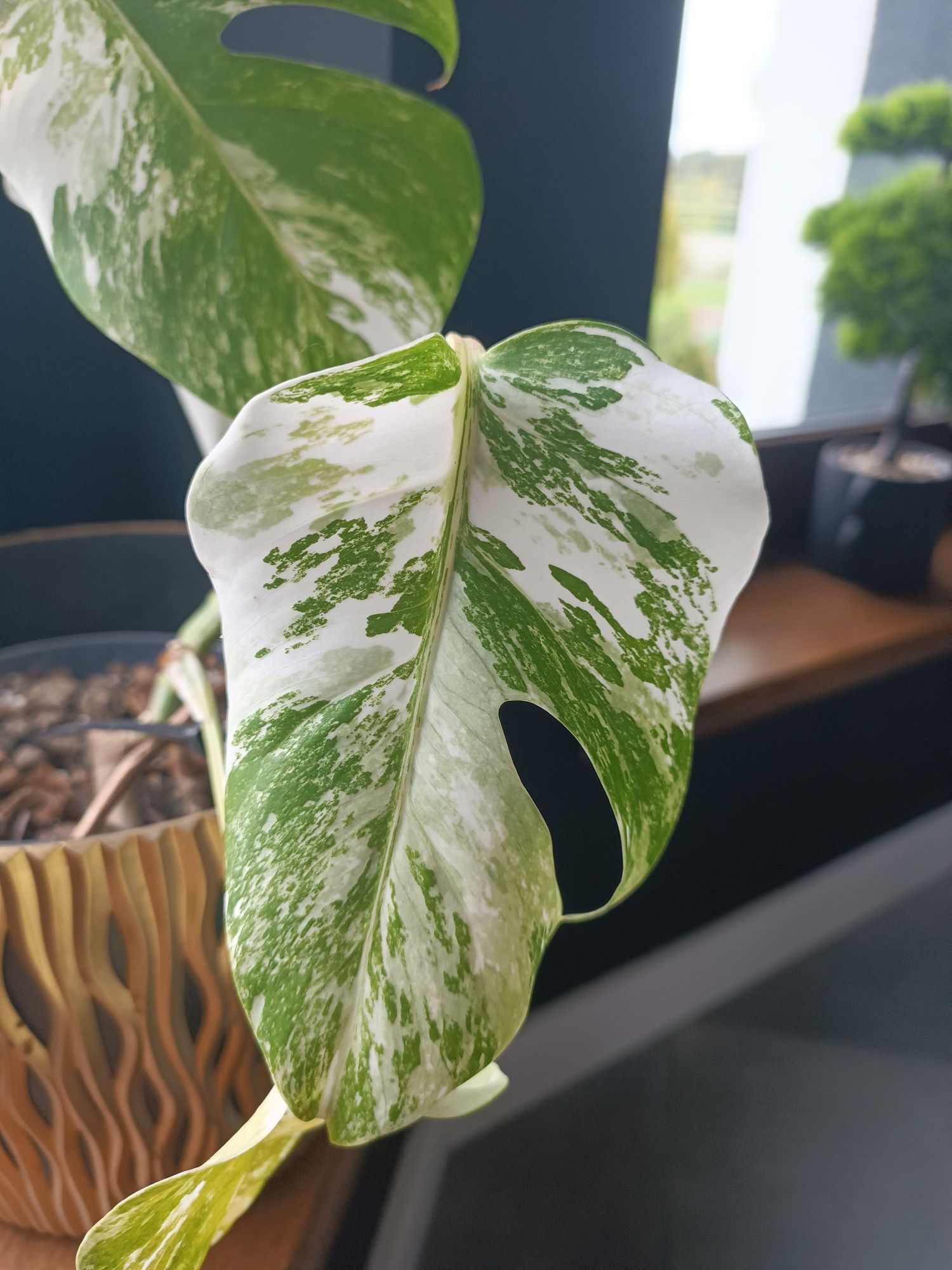 Monstera variegata