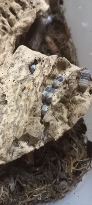 Екзотичні мокрички. Кубаріс панда.