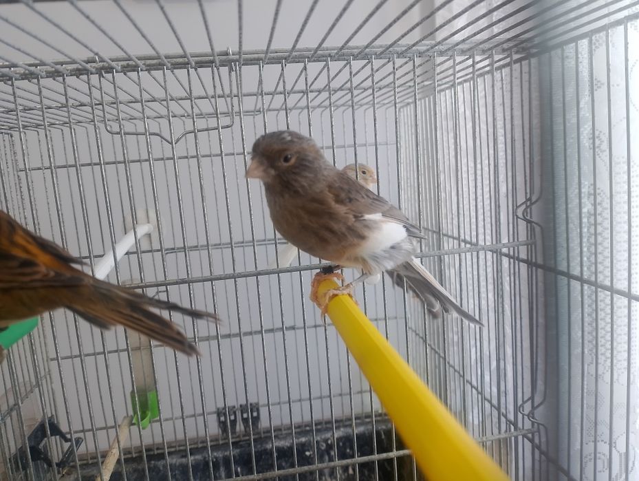 Kanarki samice 2025 r. - agaty