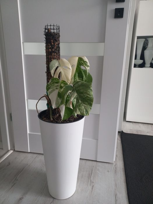 Monstera variegata + ...