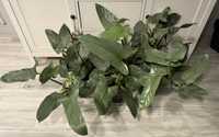 Filodendron Silver Sword 60-70 cm