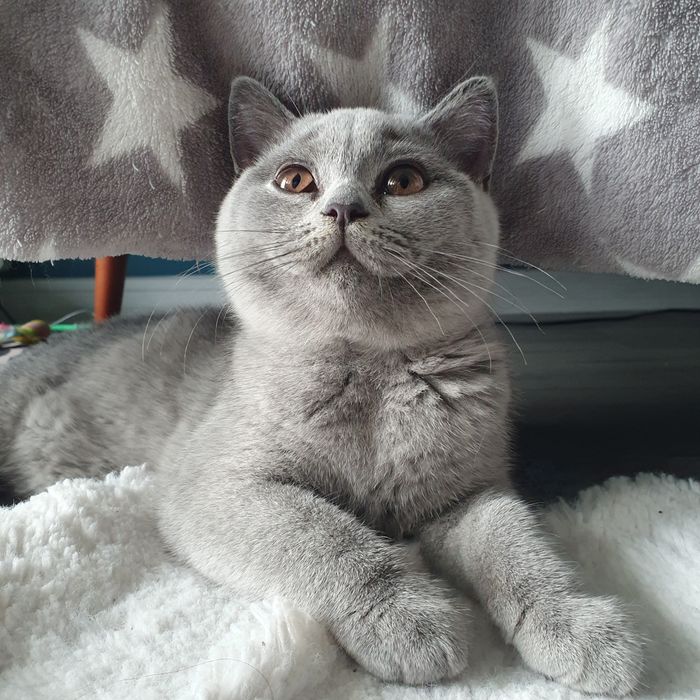 Kotka Brytyjska krótkowłosa