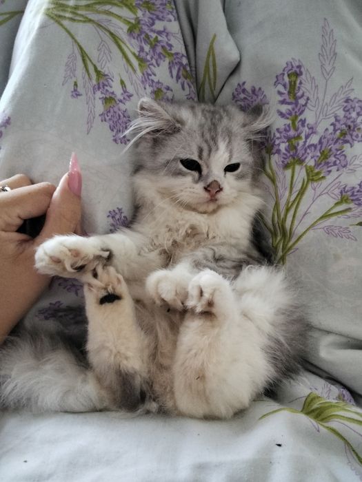 Відам в добрі рукиі кошенят