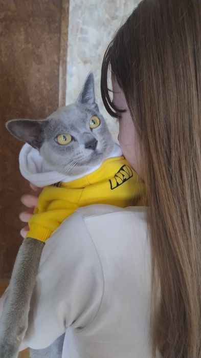 Європейська Бурма, блакитні кошенята