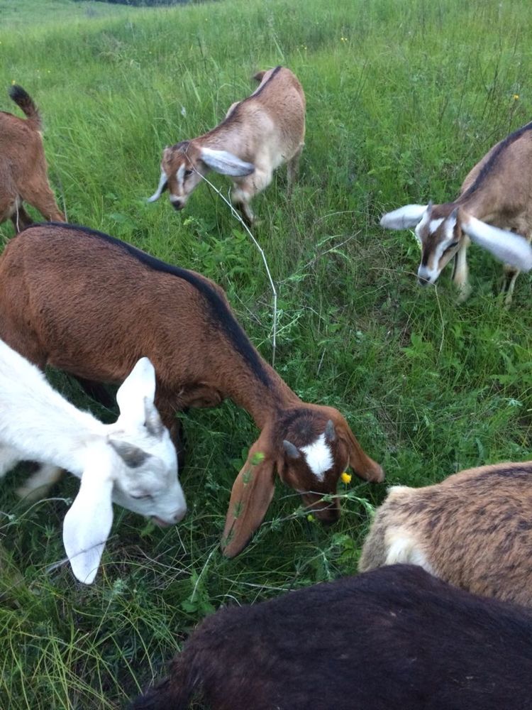 Англонубийские козы