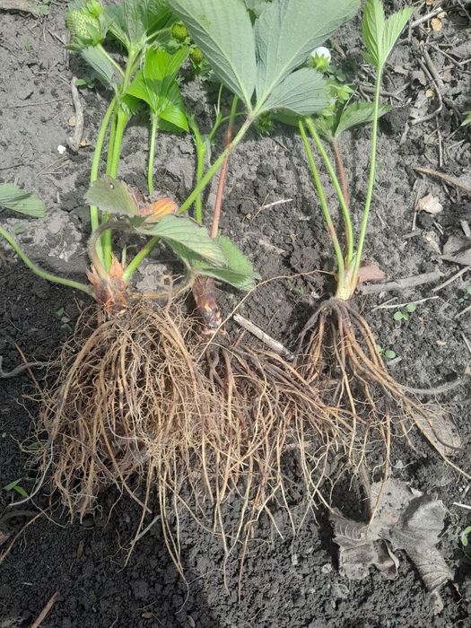 Саджанці полуниці клубники Копанка  ремонтантні сорта