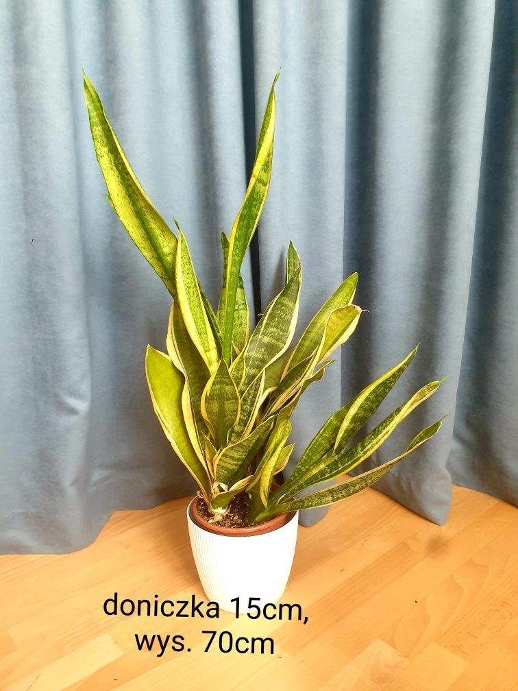 Fikus elastica sprężysty wysoki 100cm roślina doniczkowa