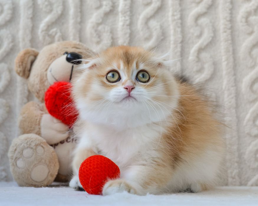 Висловухий шотландець