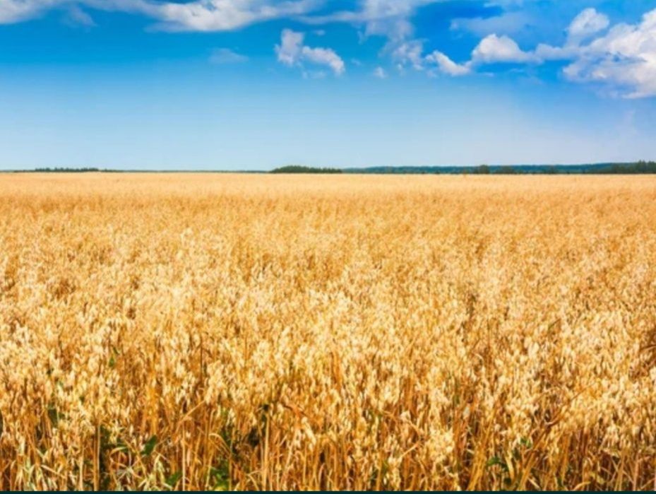 Owies Boruta  rok po centrali