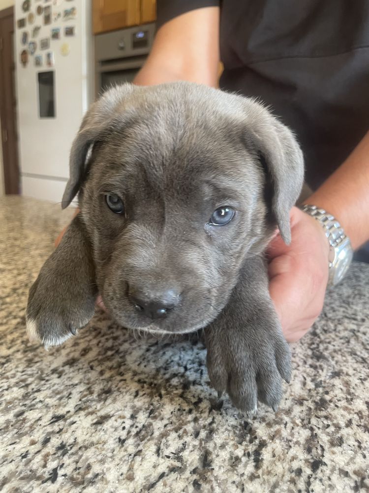 Cane Corso, ler anuncio
