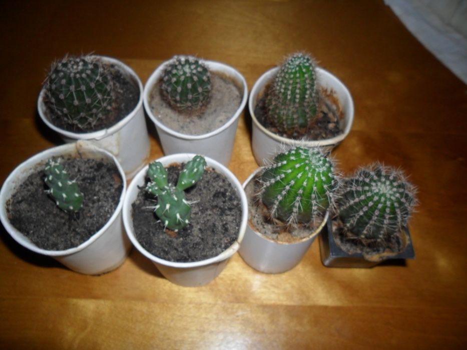 Кактусы и суккуленты для вашей коллекции.Возможен самовывоз.