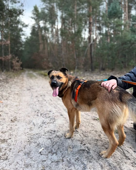 Młody I fajny  psiak Bonsai do adopcji