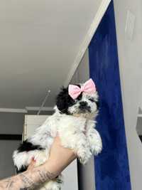 Sunia po mamie i tacie shih tzu