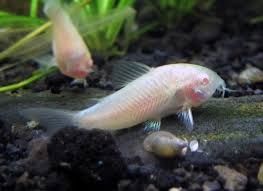 Ryba Kirysek albinos Sklep Zoologiczny Aqualife