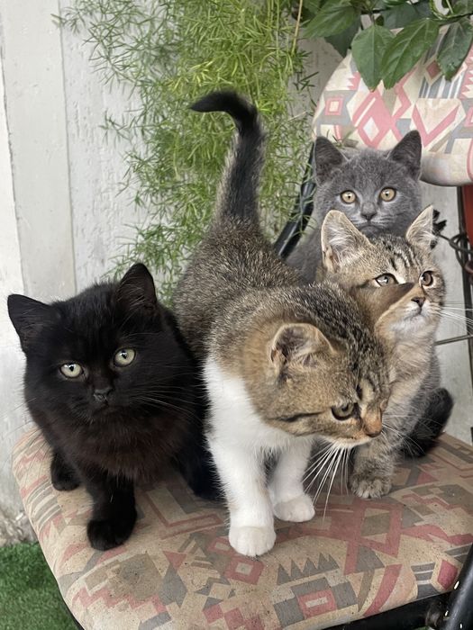 віддам котиків у добрі руки