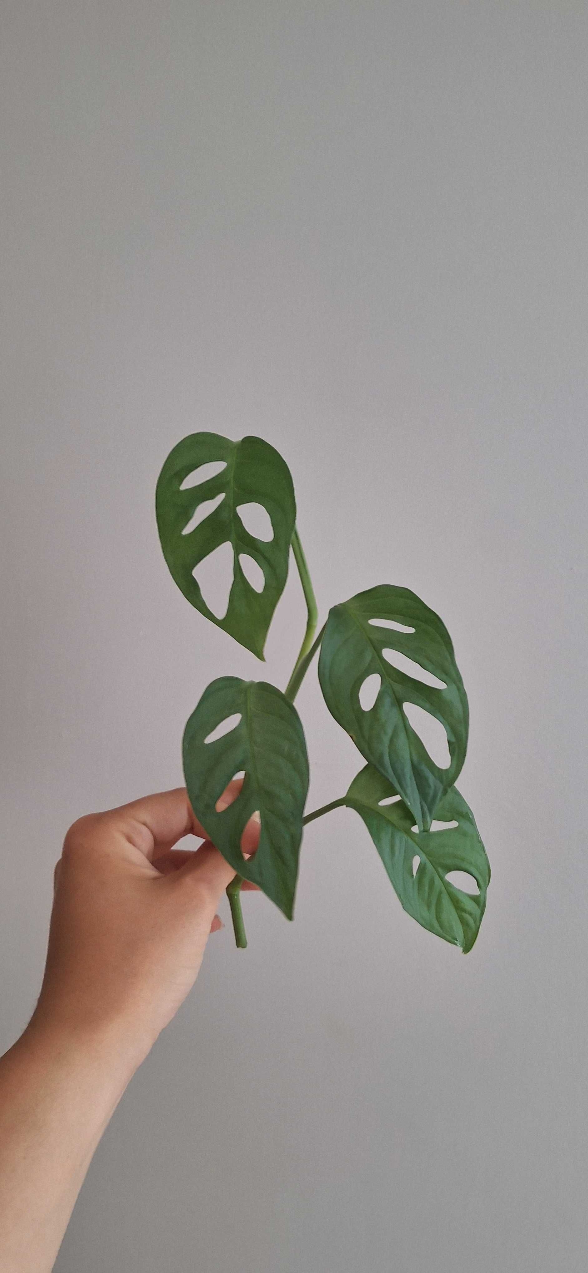 Monstera monkey mask