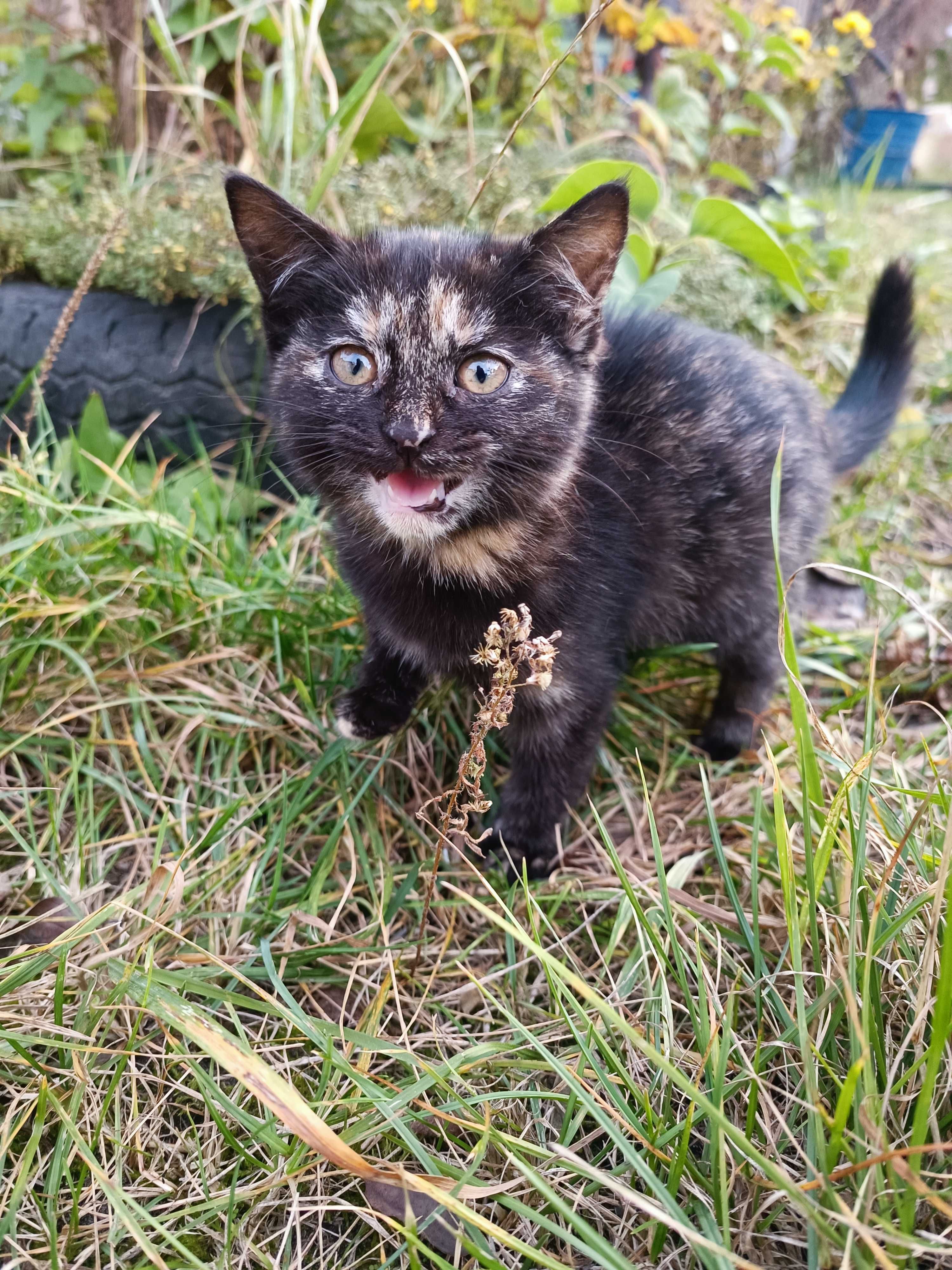 Котенята в дарунок