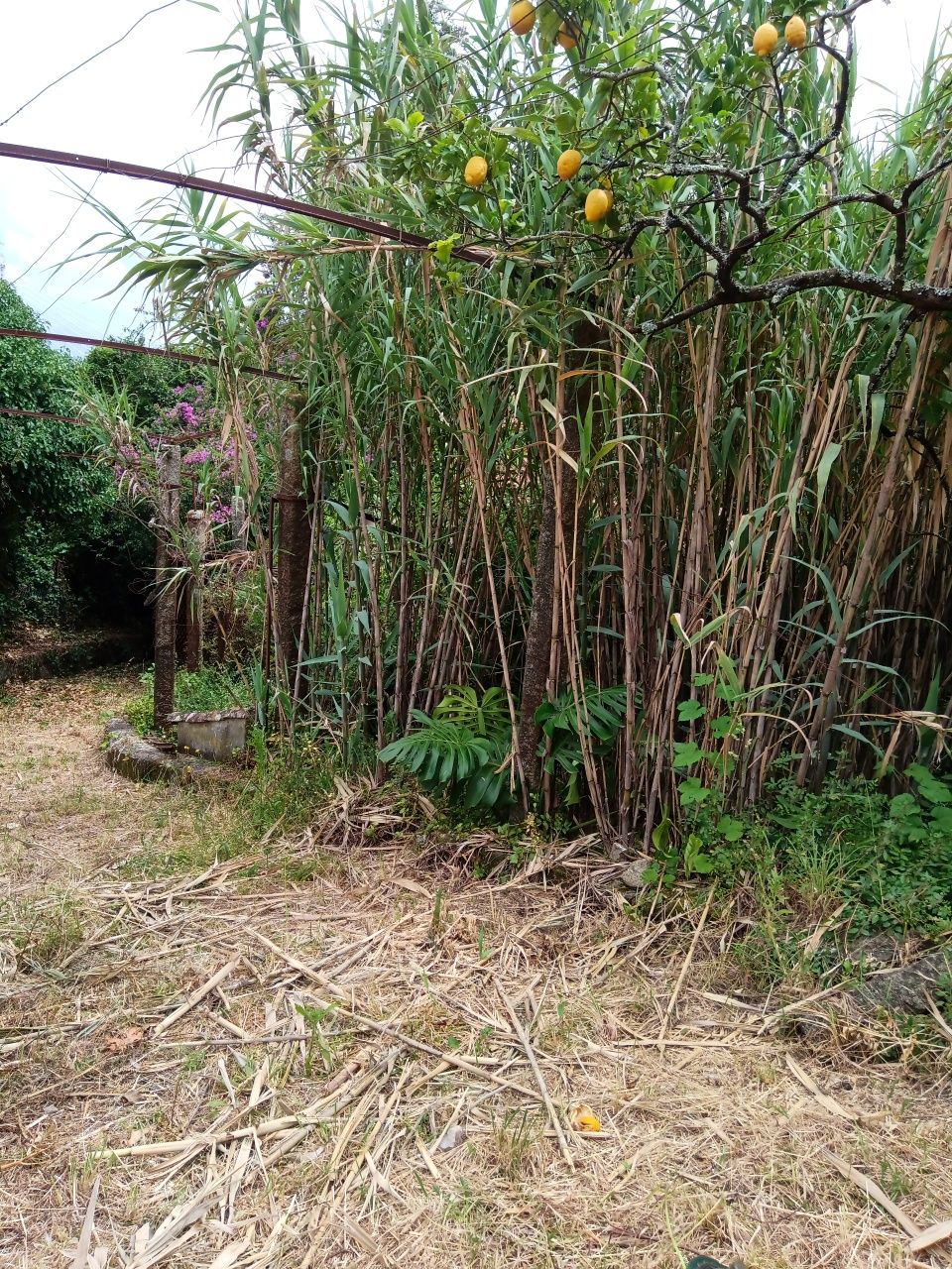 Serviço de jardinagem limpeza terrenos