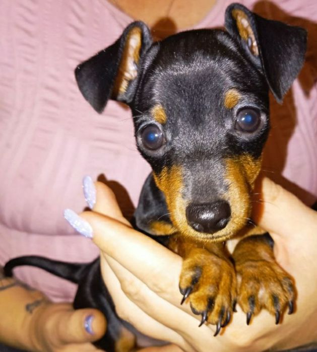 Девочка цвергпинчера