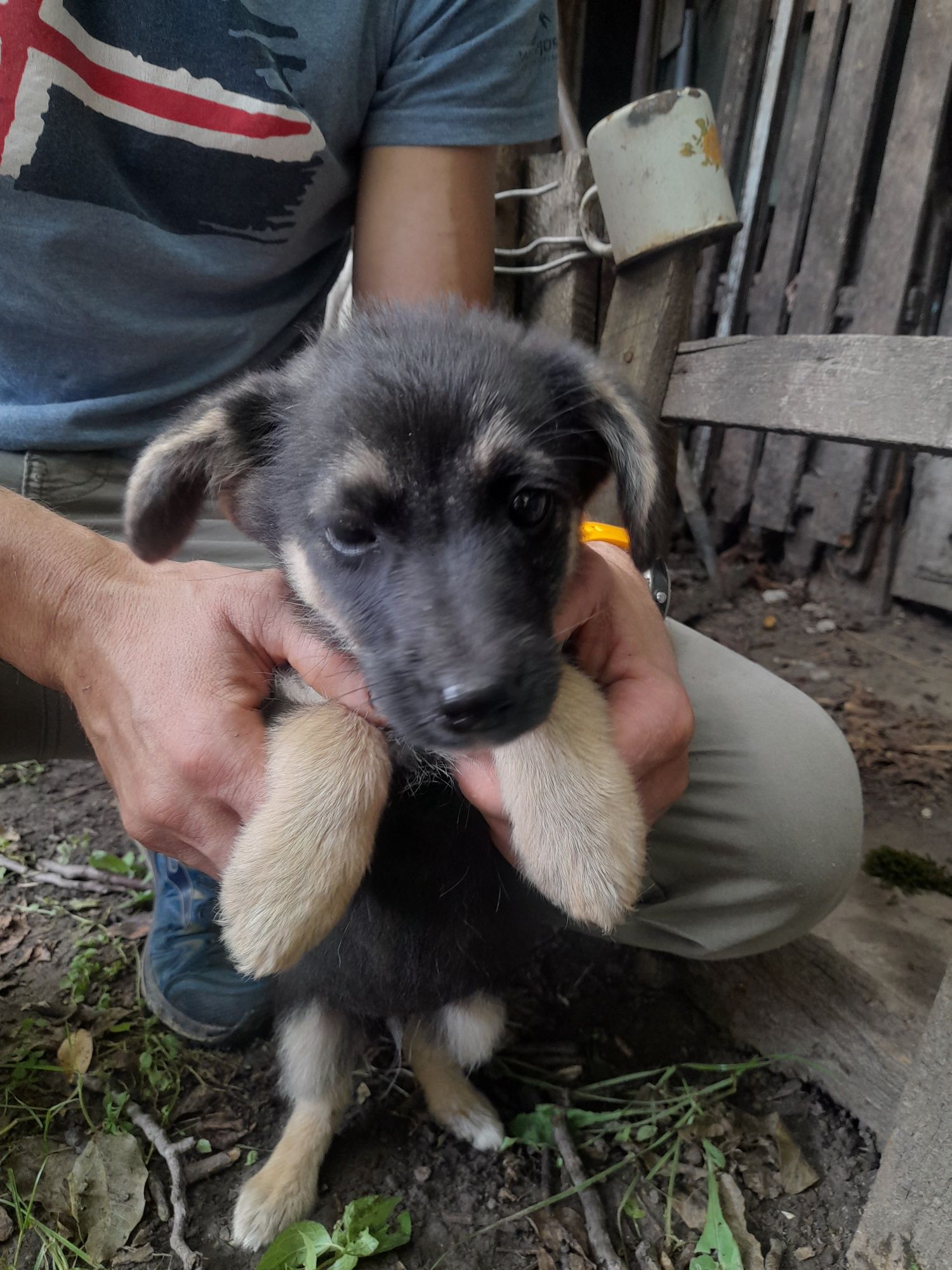 Віддам цуциків у добрі руки