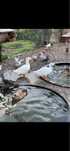 Patos de Pequim adultos prontos a reproduzir.
