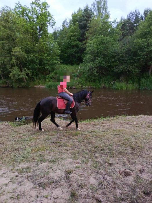 Sprzedam ogiera małopolskiego