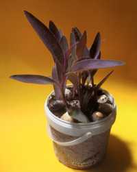 Vaso Ecologico Planta Decorativa Roxa Tradescantia Pallida Purpurea