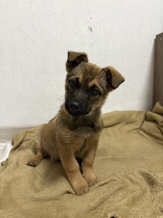 Віддам цуцення в добрі руки