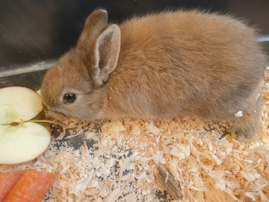 Króliki miniaturowe