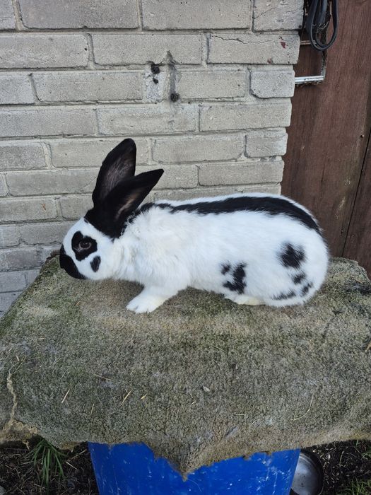 Sprzedam olbrzym srokacz niemiecki czary