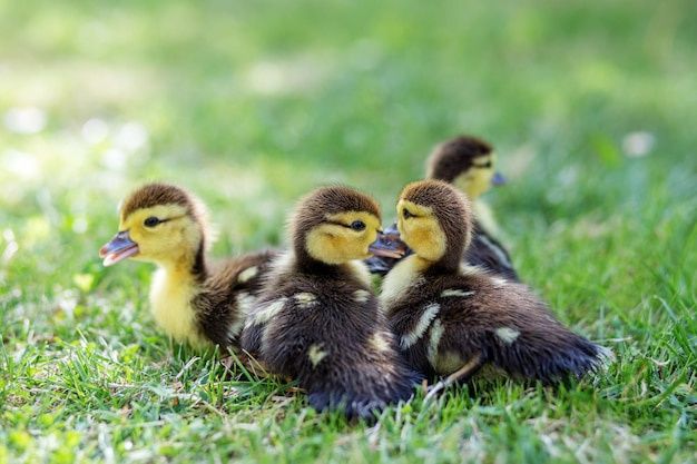 Patos mudos com 1 semana