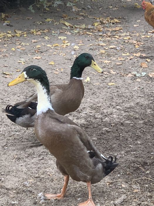 Kaczory biegusa indyjskiego