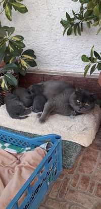 Залишилася одна кiшка британськi кошенята,народилися 26 бер