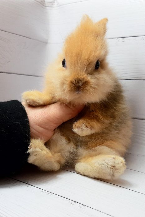 Карликовые супер мини кролики декорат. торчеухие и вислоухие