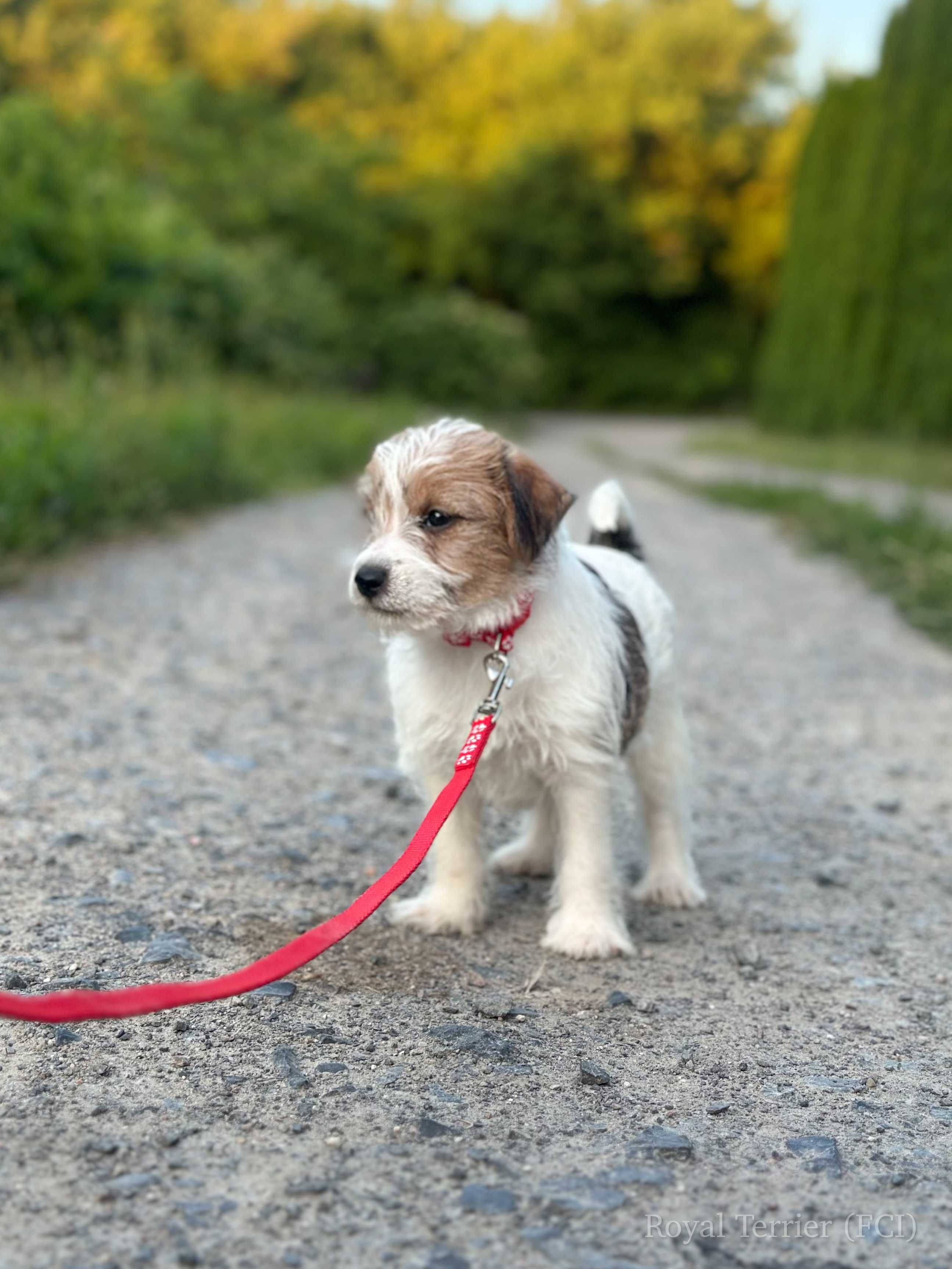 piesek Jack Russell terrier ZKWP/FCI szorstkowłosy