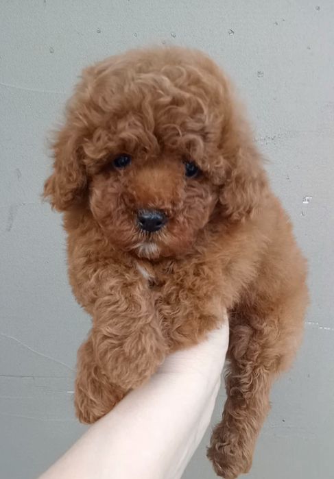 Шикарні дівчатка